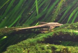 Sturisoma aureum