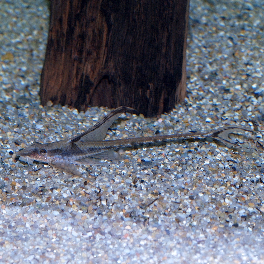 Thumbnail 2 Sturisomatichthys panamensis