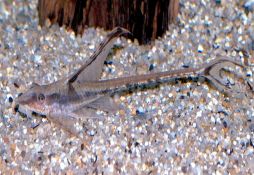Sturisomatichthys panamensis