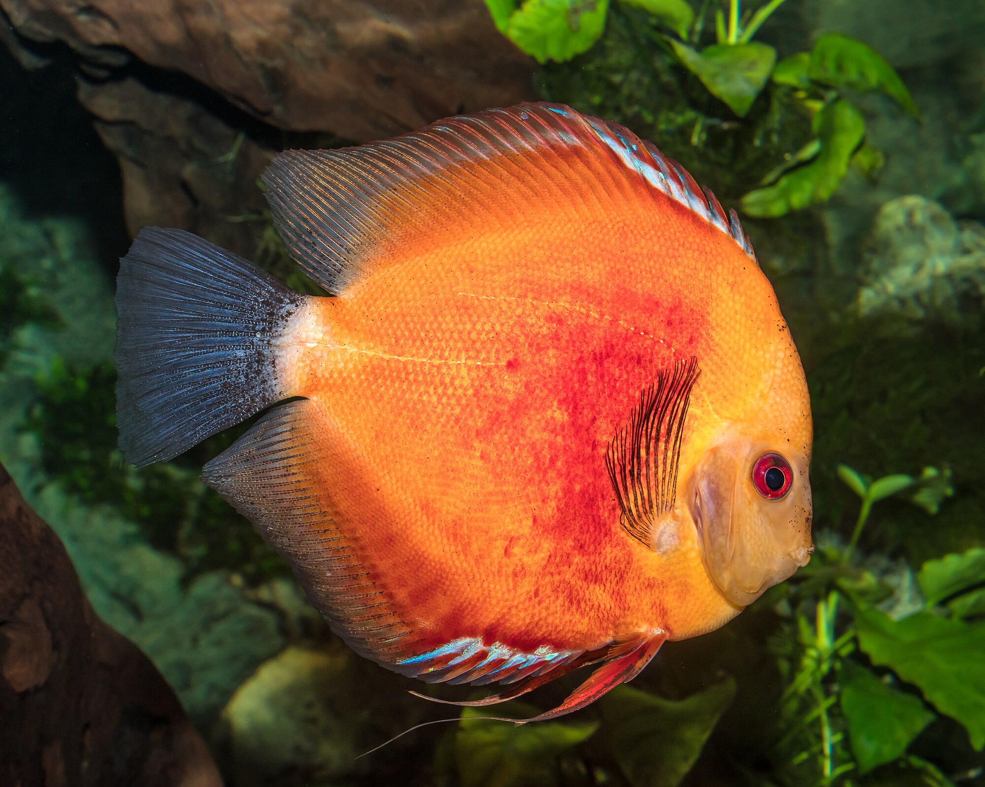 Thumbnail 2 Symphysodon aequifasciatus