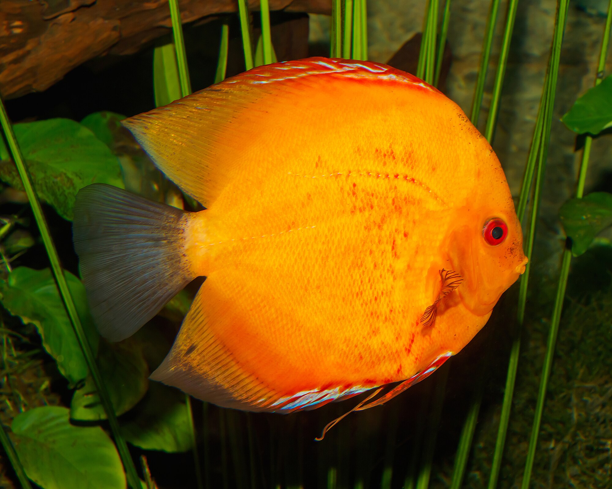 Thumbnail 3 Symphysodon aequifasciatus