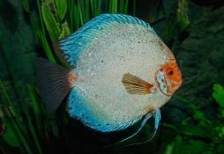 Symphysodon aequifasciatus
