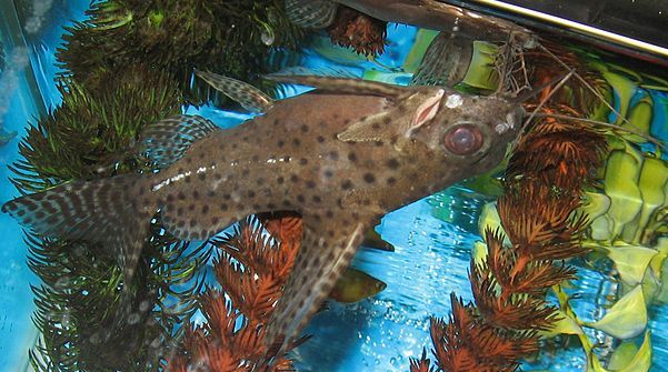 Thumbnail 2 Synodontis eupterus