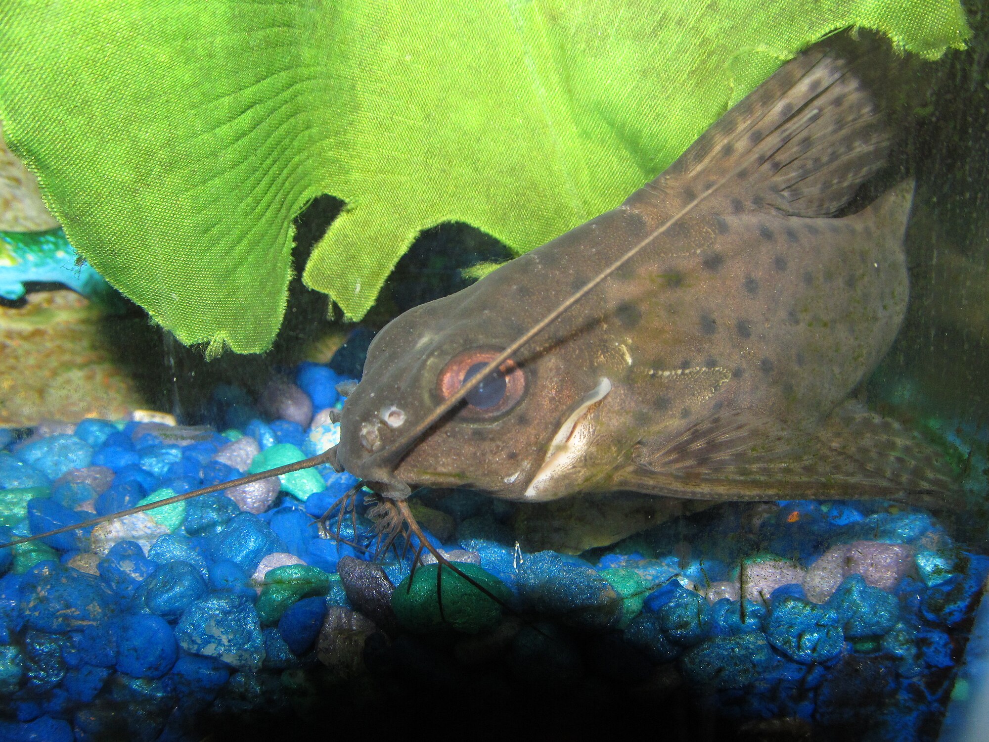 Thumbnail 3 Synodontis eupterus