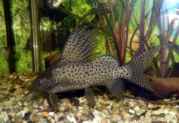 Synodontis eupterus
