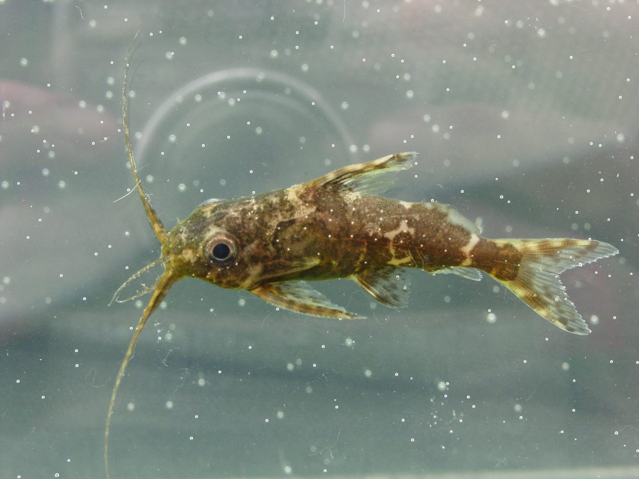 Synodontis nigriventris