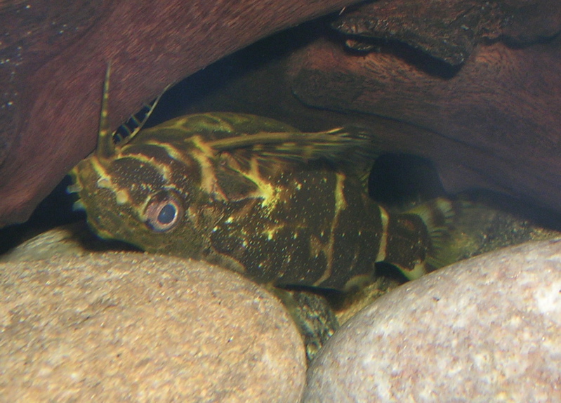 Thumbnail 2 Synodontis nigriventris