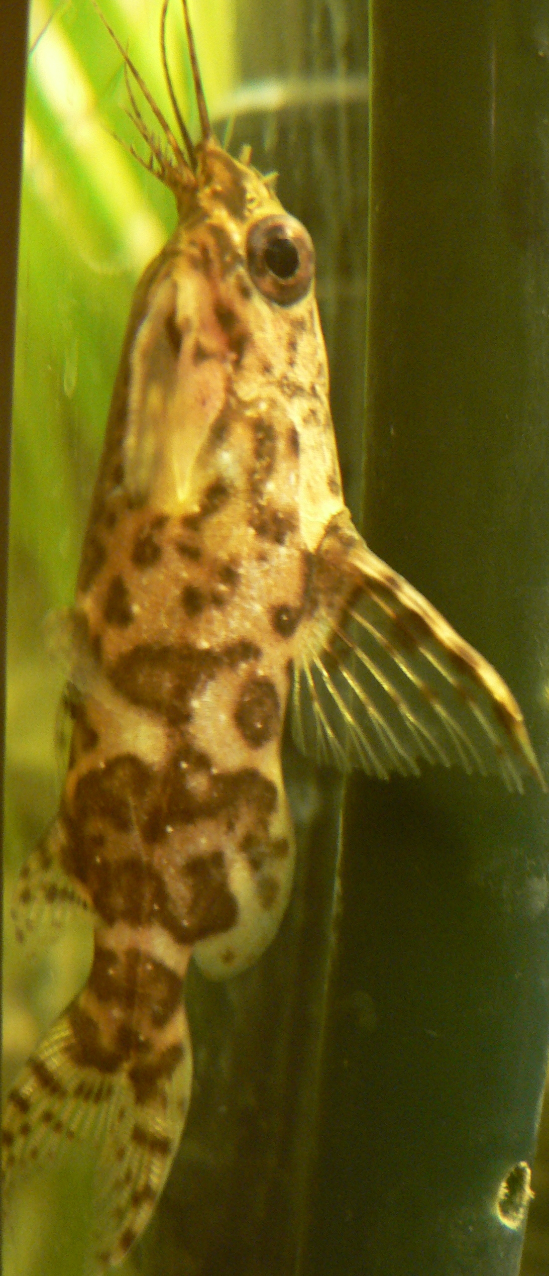 Thumbnail 3 Synodontis nigriventris