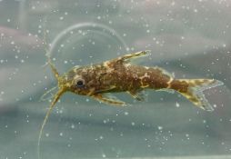 Synodontis nigriventris
