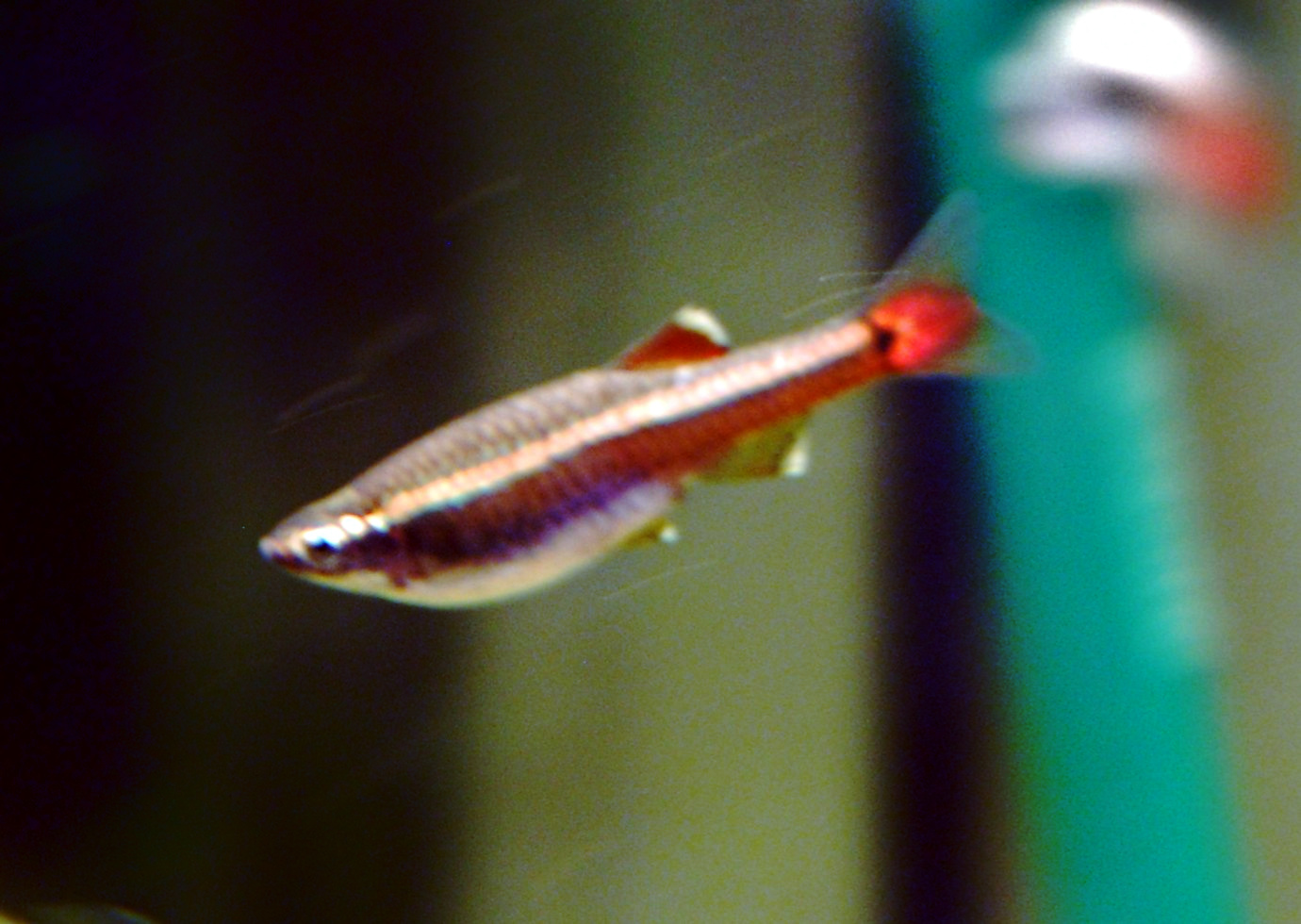 Thumbnail 2 Tanichthys albonubes