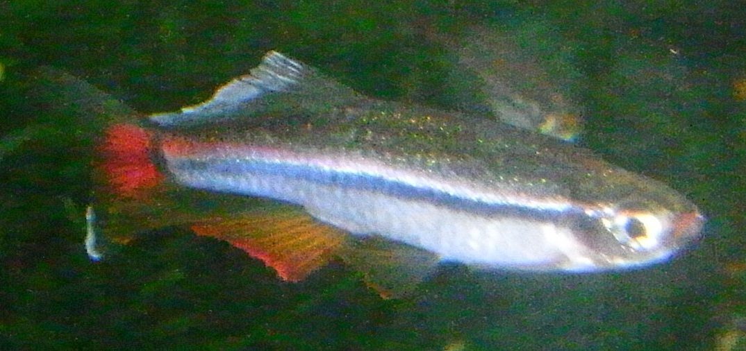 Tanichthys micagemmae