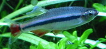 Thumbnail 2 Tanichthys micagemmae