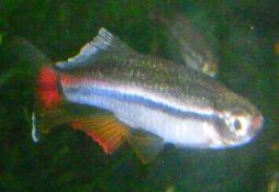 Tanichthys micagemmae