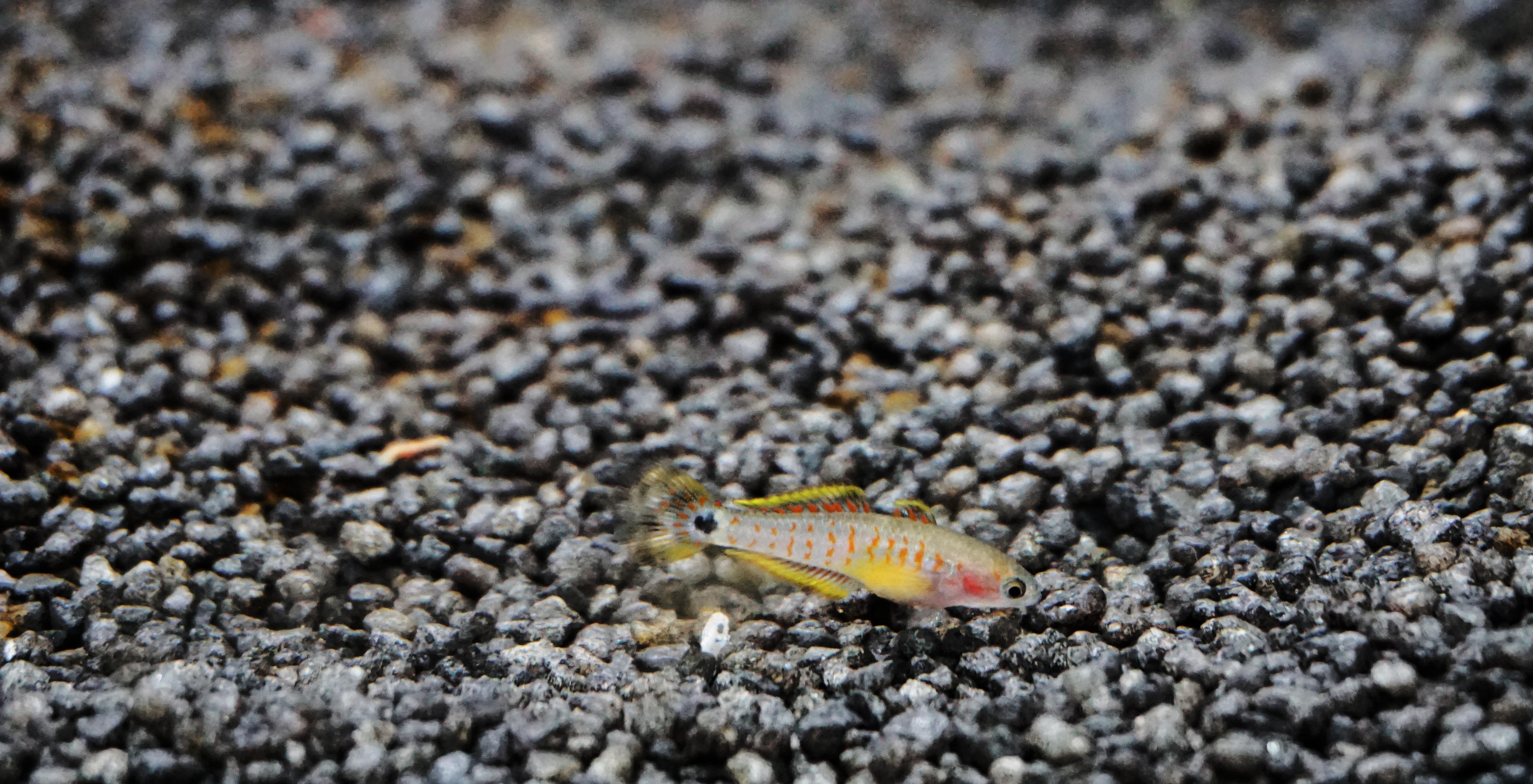 Thumbnail 2 Tateurndina ocellicauda