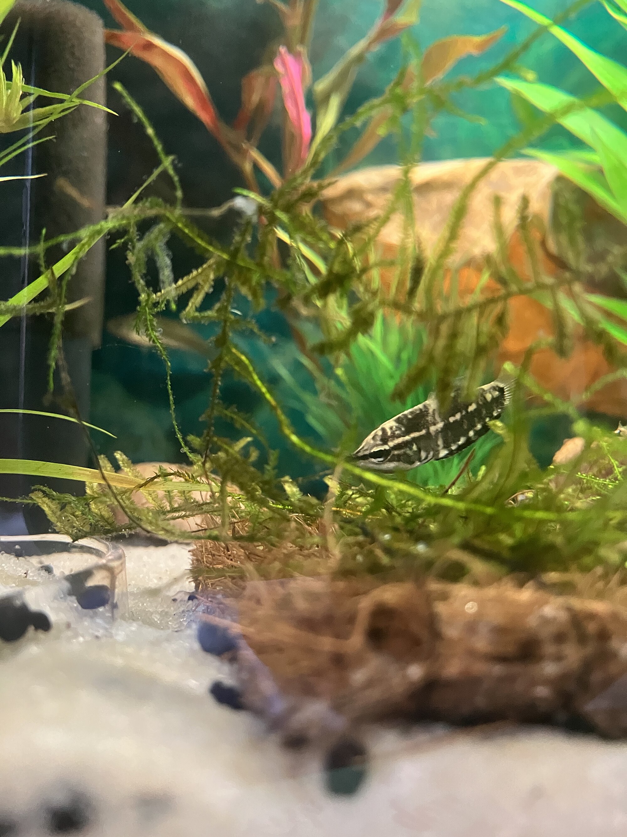 Thumbnail 2 Taxiphyllum barbieri