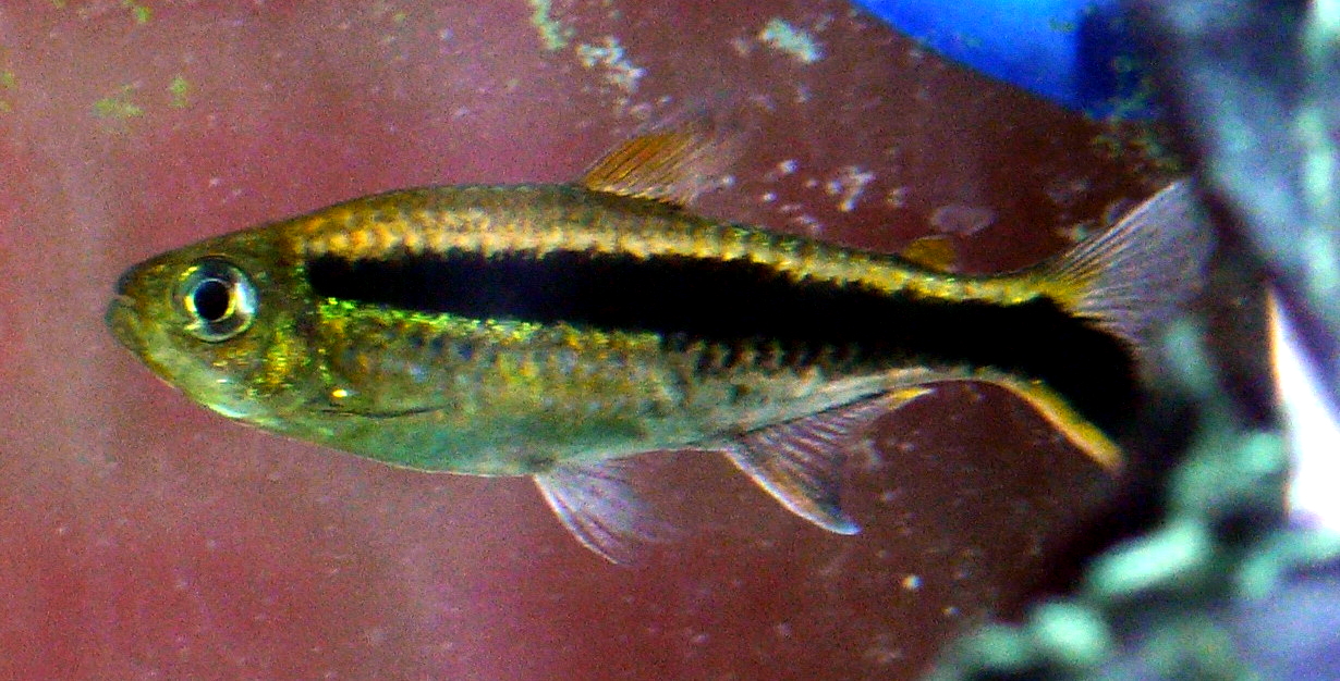 Thumbnail 2 Thayeria boehlkei