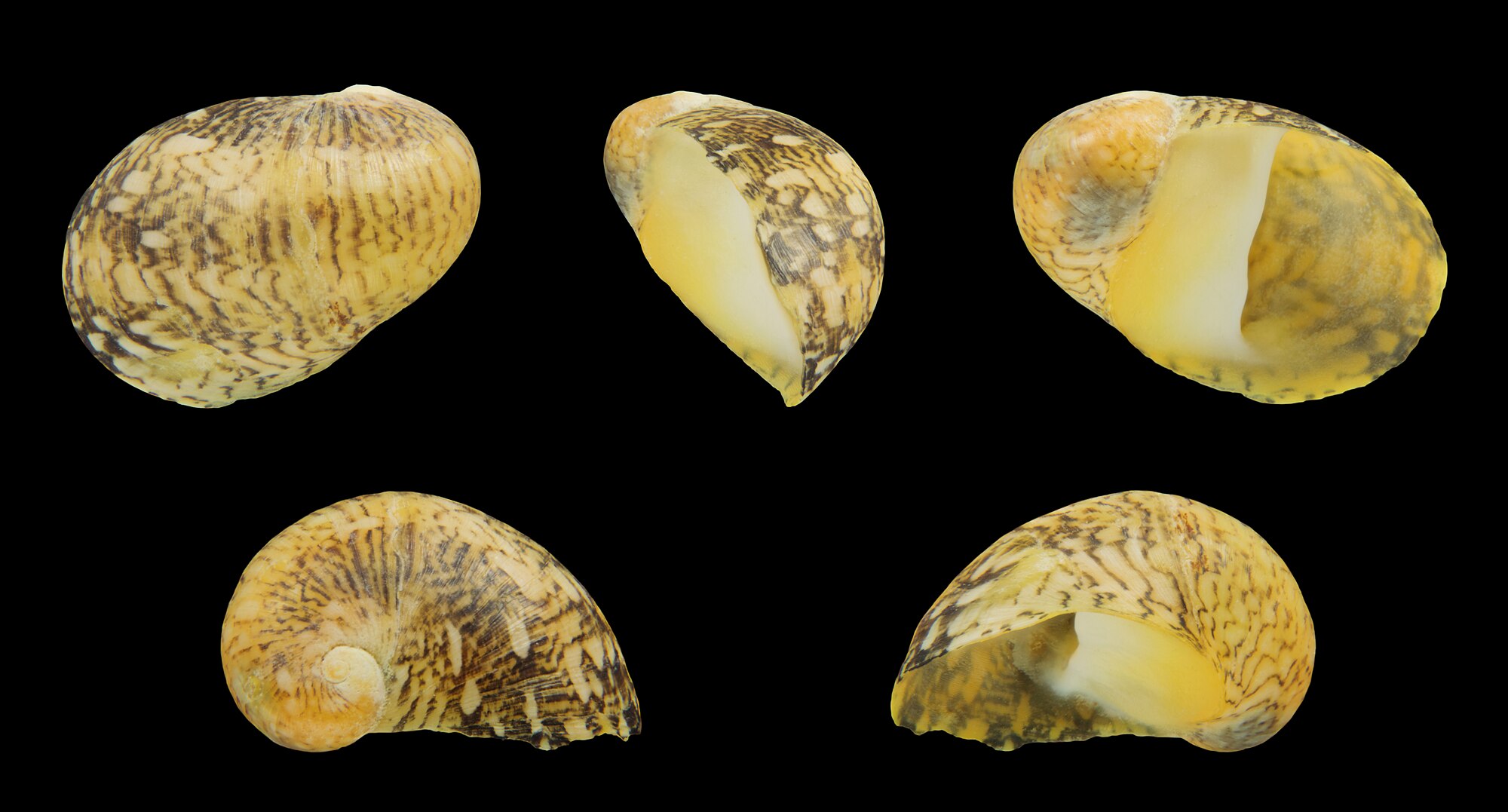 Thumbnail 2 Theodoxus fluviatilis