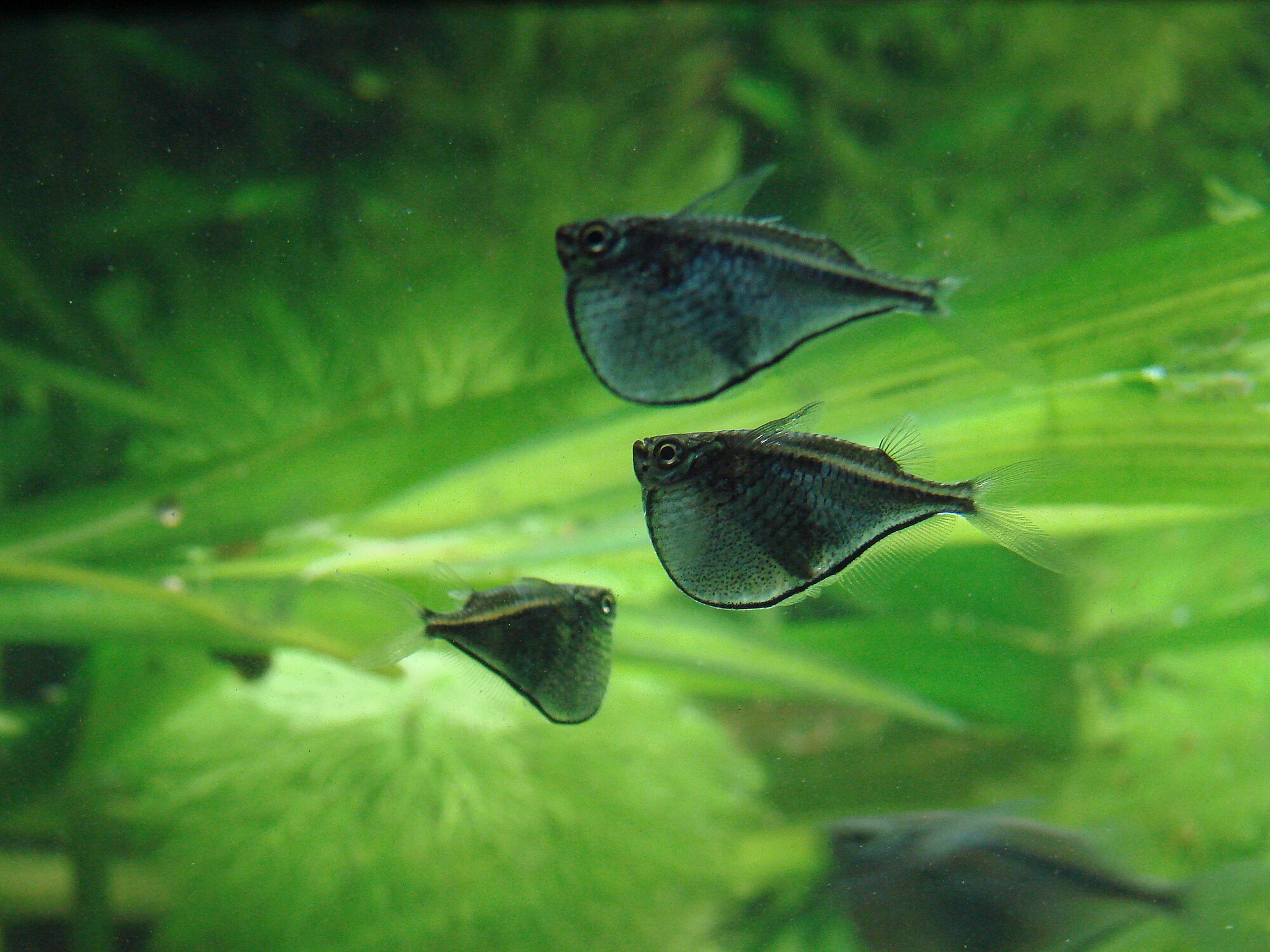 Thumbnail 2 Thoracocharax securis