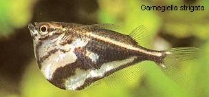 Thumbnail 3 Thoracocharax securis