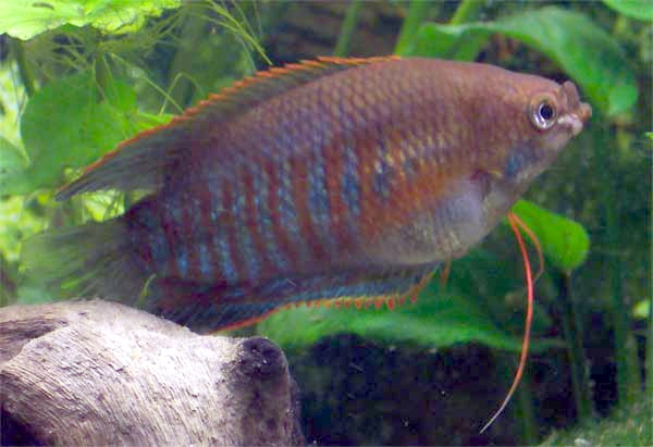Trichogaster labiosa