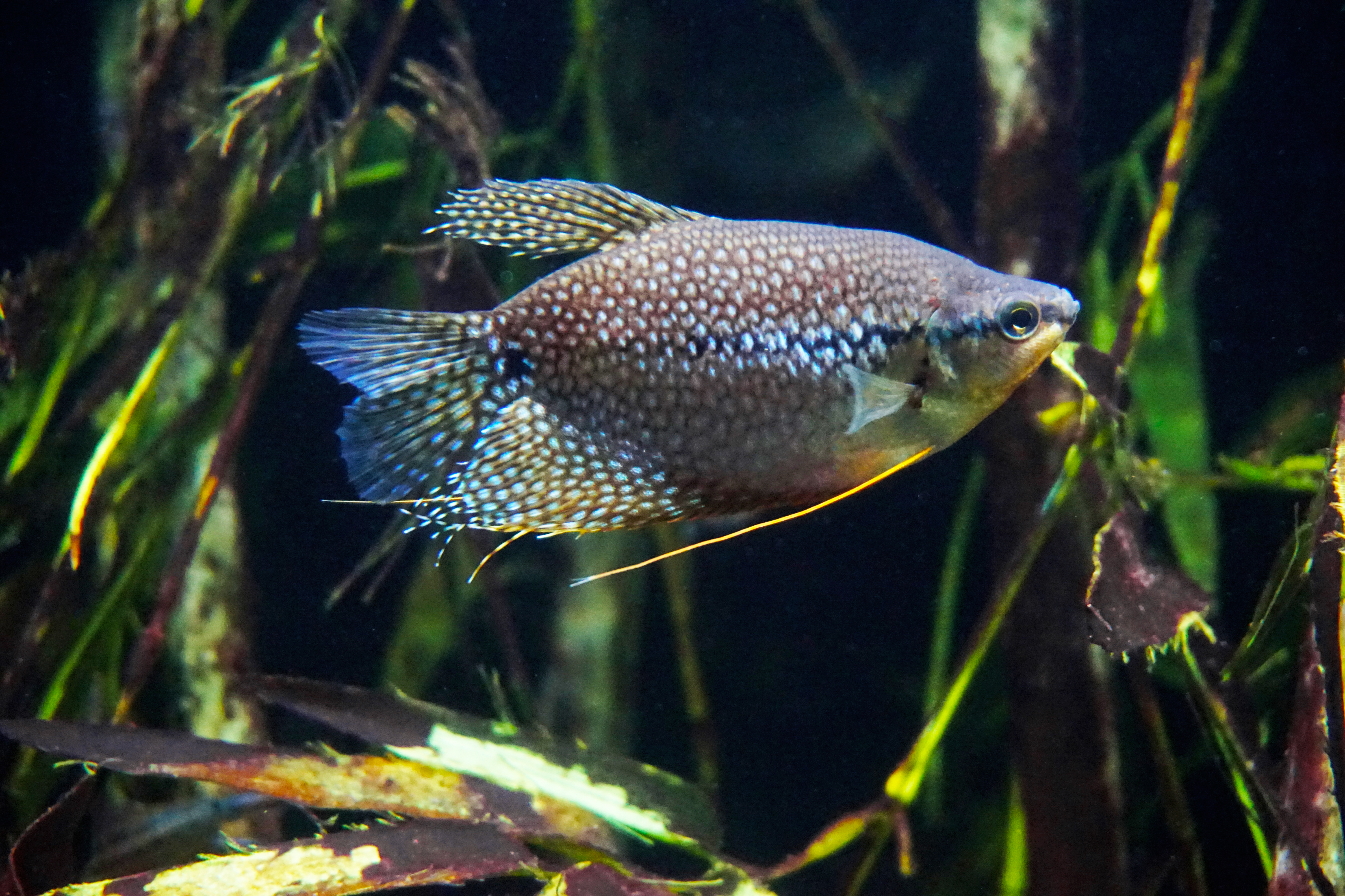 Thumbnail 2 Trichopodus leerii