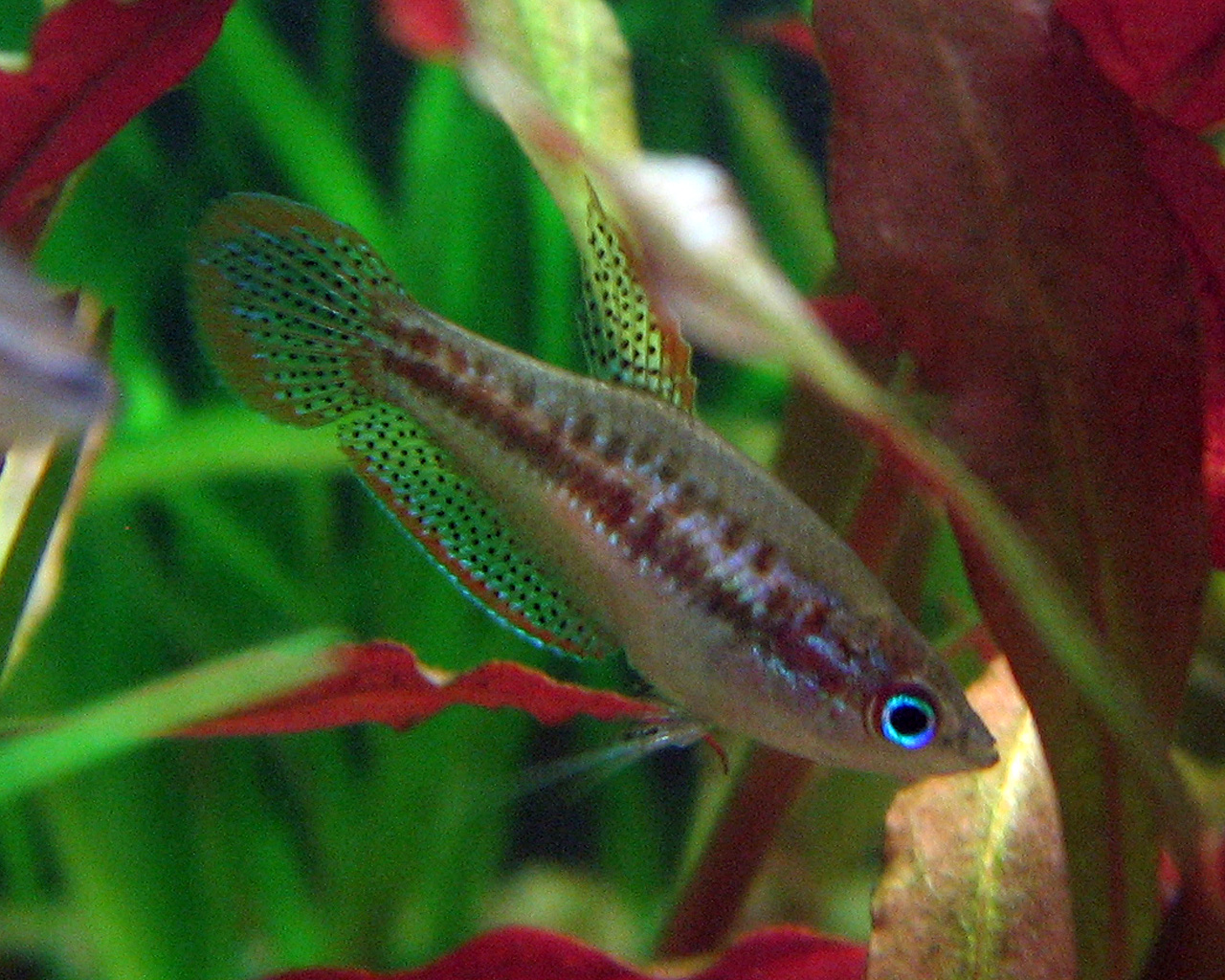 Thumbnail 2 Trichopsis pumila