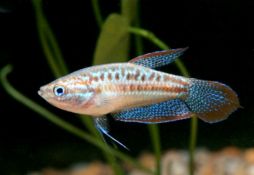 Trichopsis pumila
