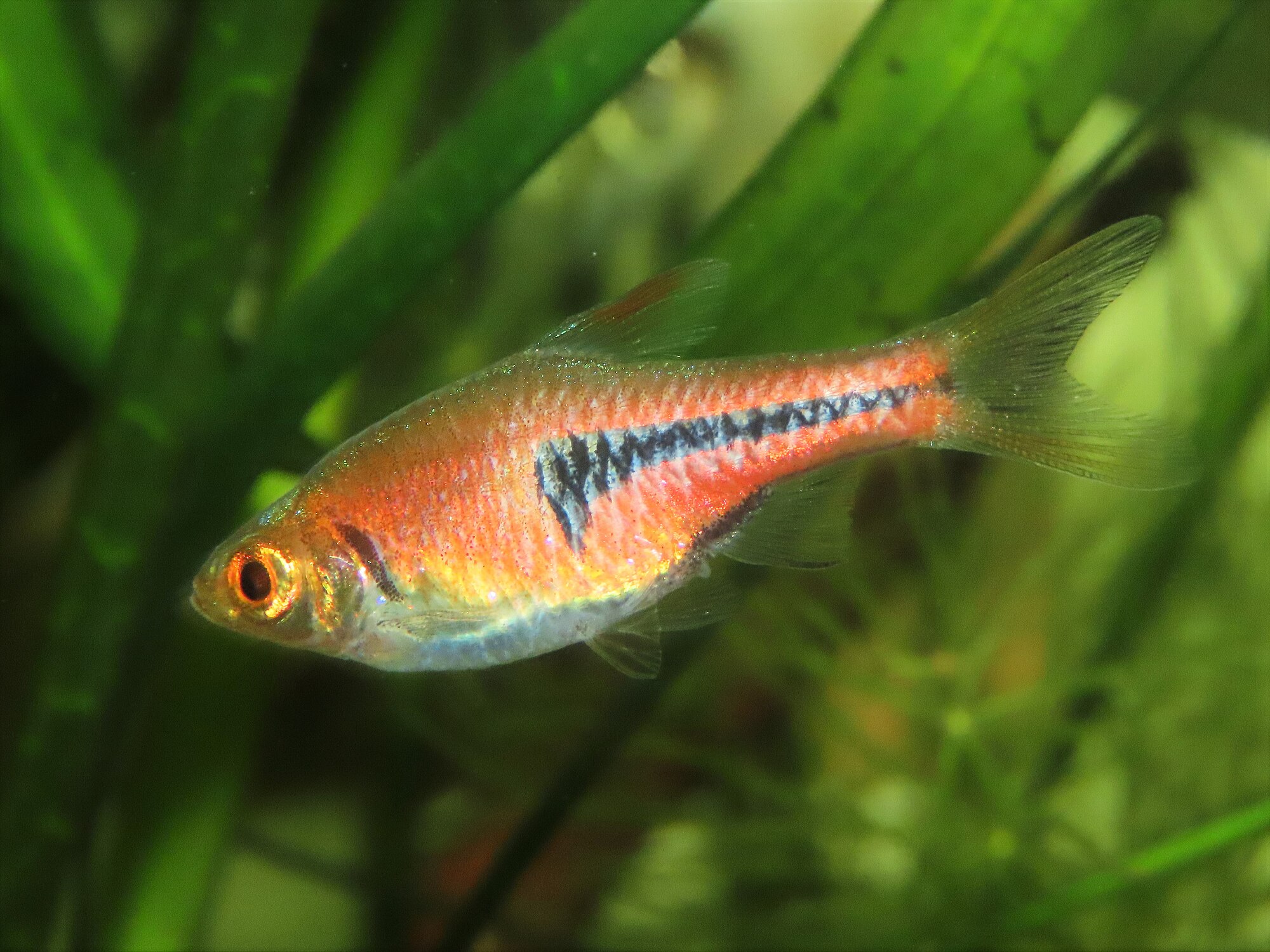 Trigonostigma espei