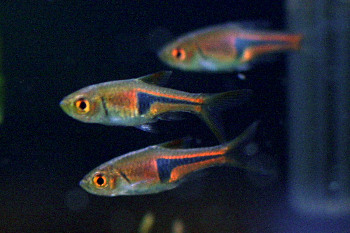 Thumbnail 2 Trigonostigma espei