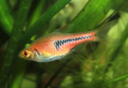 Trigonostigma espei
