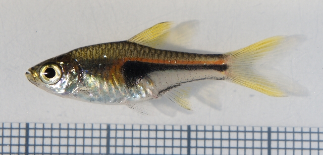 Thumbnail 2 Trigonostigma hengeli