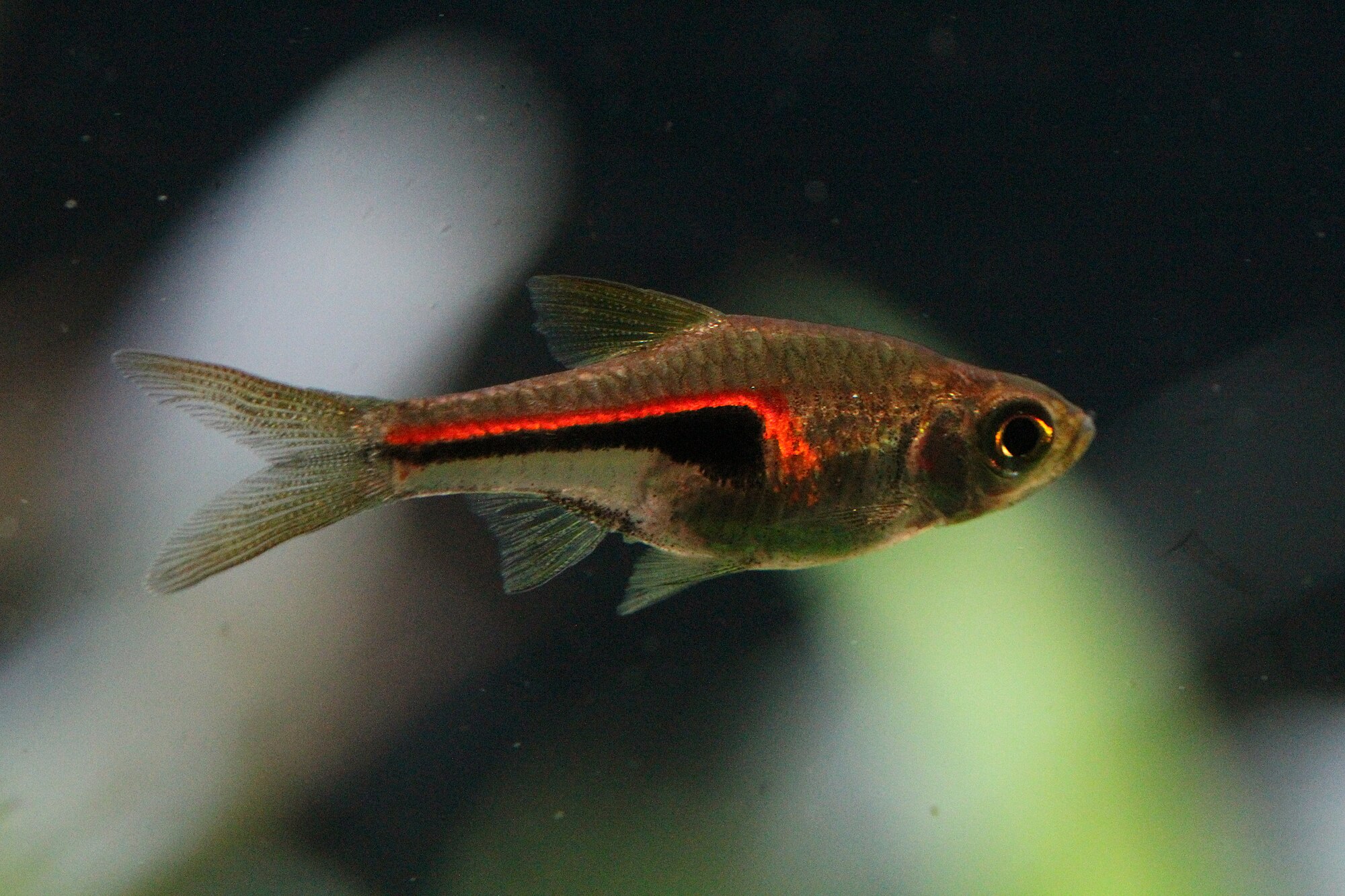 Thumbnail 3 Trigonostigma hengeli