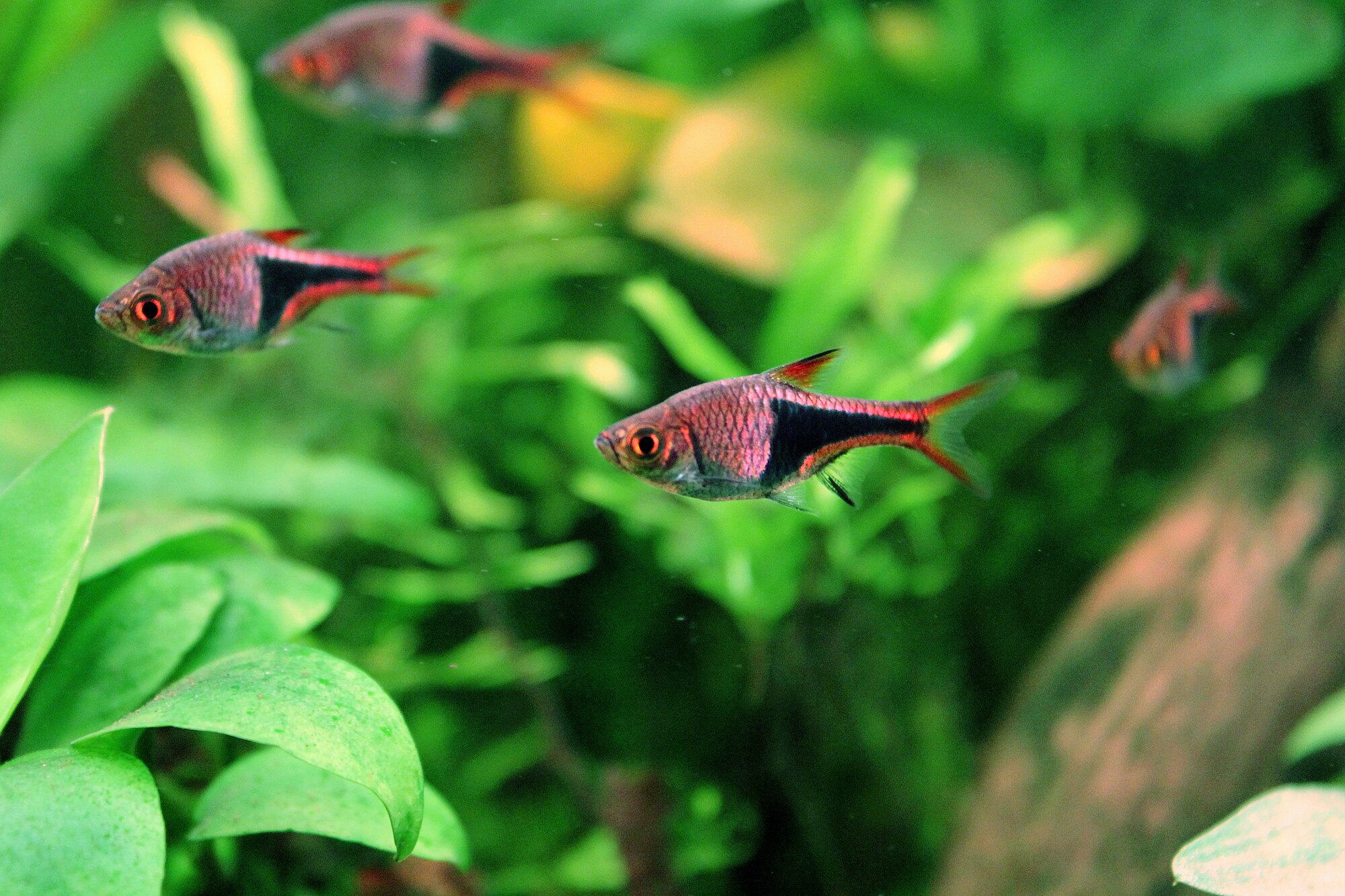 Thumbnail 2 Trigonostigma heteromorpha