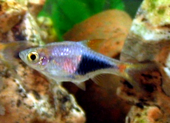 Thumbnail 3 Trigonostigma heteromorpha