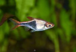 Trigonostigma heteromorpha