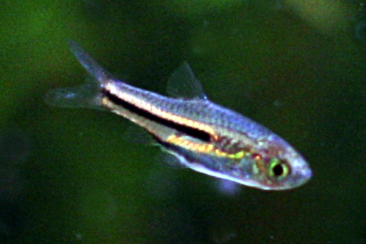 Trigonostigma somphongsi
