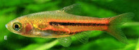 Thumbnail 2 Trigonostigma somphongsi