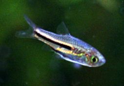 Trigonostigma somphongsi