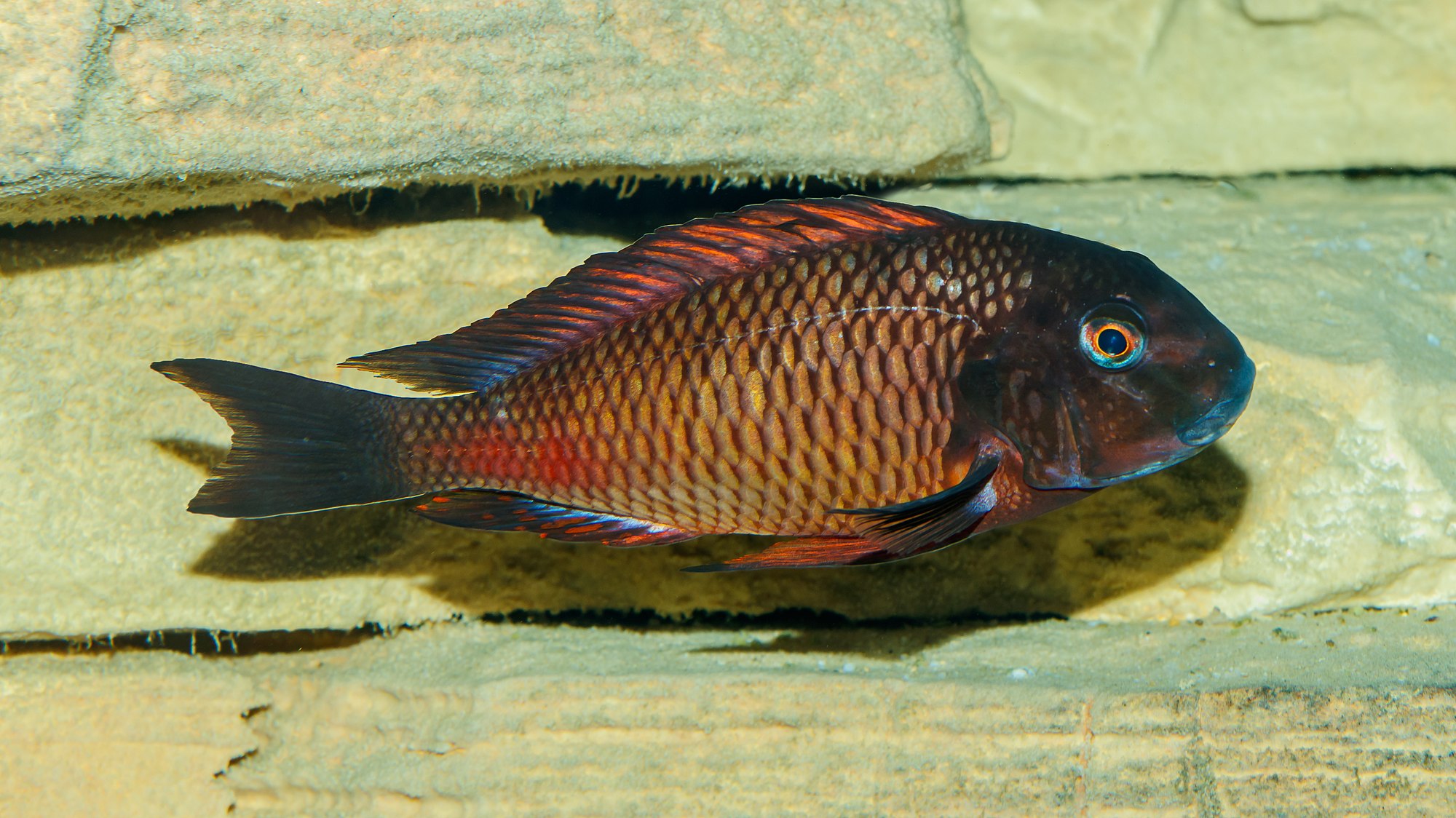 Thumbnail 2 Tropheus moorii