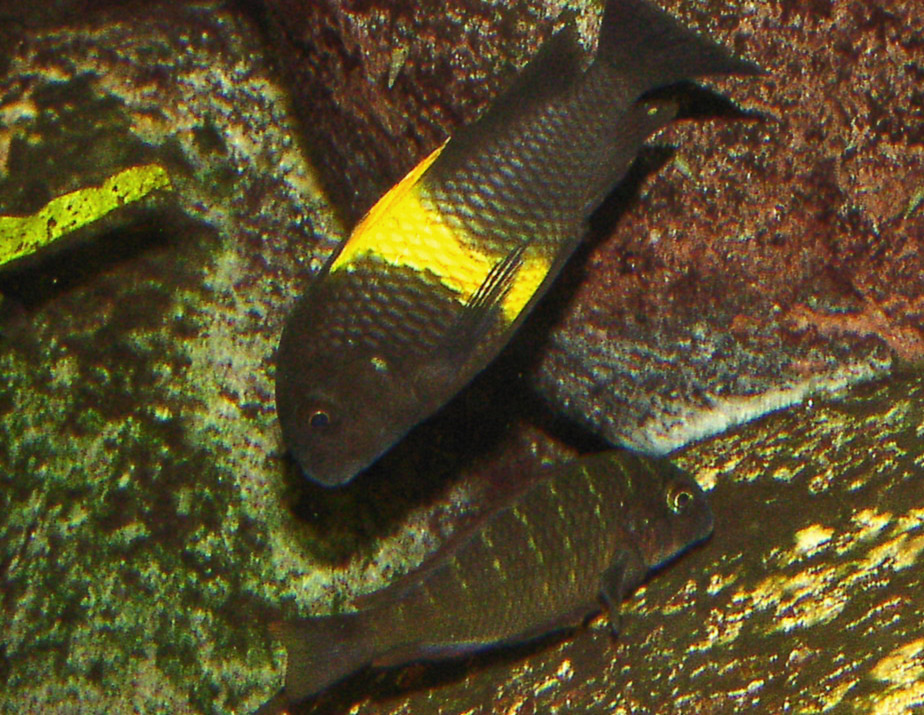 Thumbnail 3 Tropheus moorii