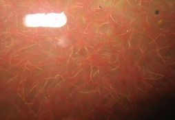 Tubifex tubifex