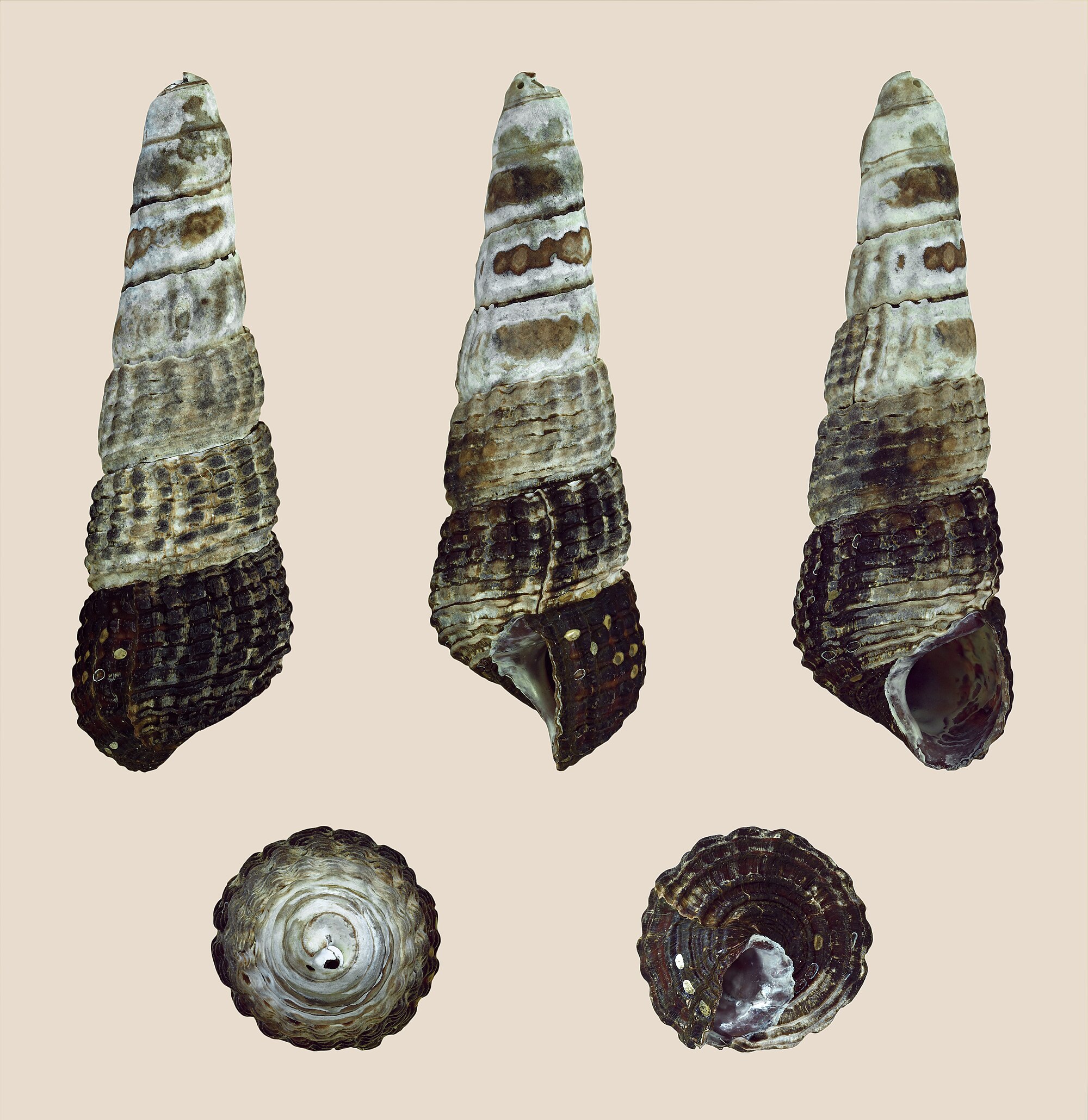 Thumbnail 2 Tylomelania patriarchalis