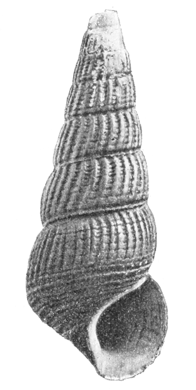 Thumbnail 3 Tylomelania patriarchalis