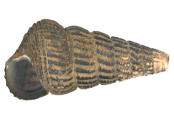 Tylomelania patriarchalis