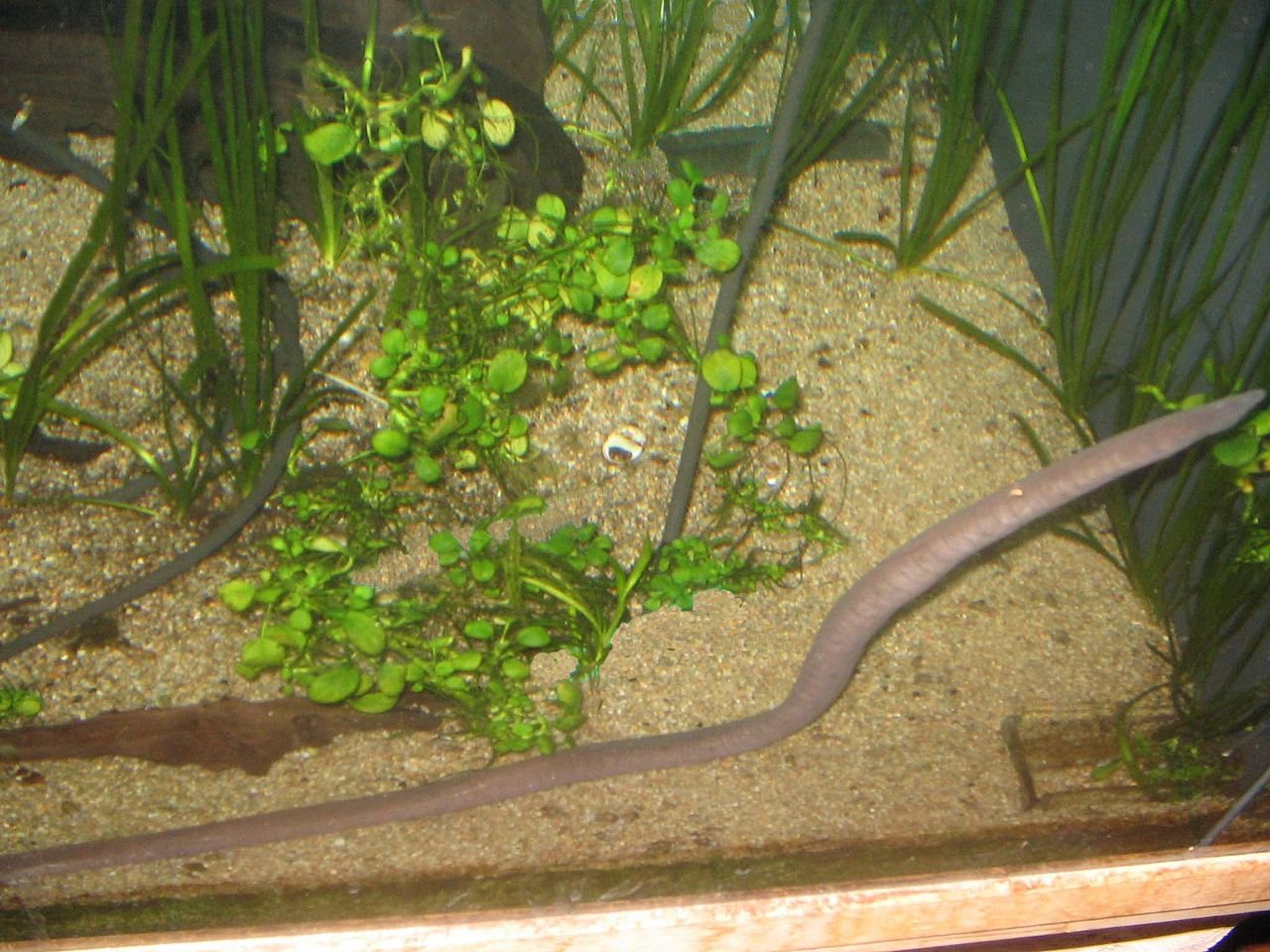 Thumbnail 2 Typhlonectes natans