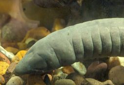 Typhlonectes natans