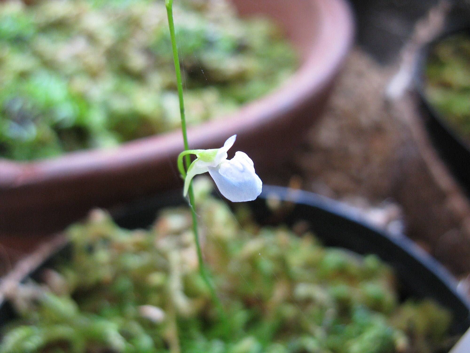 Thumbnail 2 Utricularia graminifolia