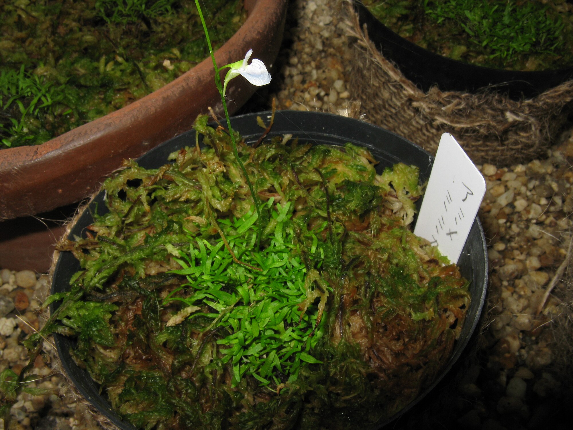 Thumbnail 3 Utricularia graminifolia