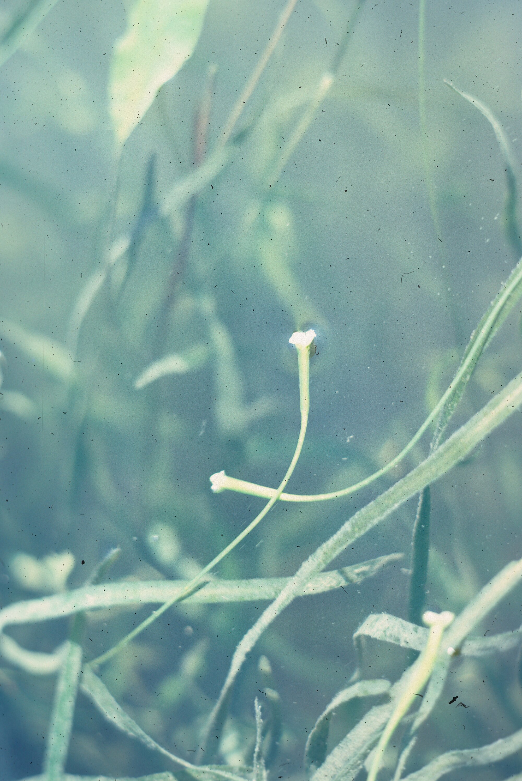 Thumbnail 3 Vallisneria americana