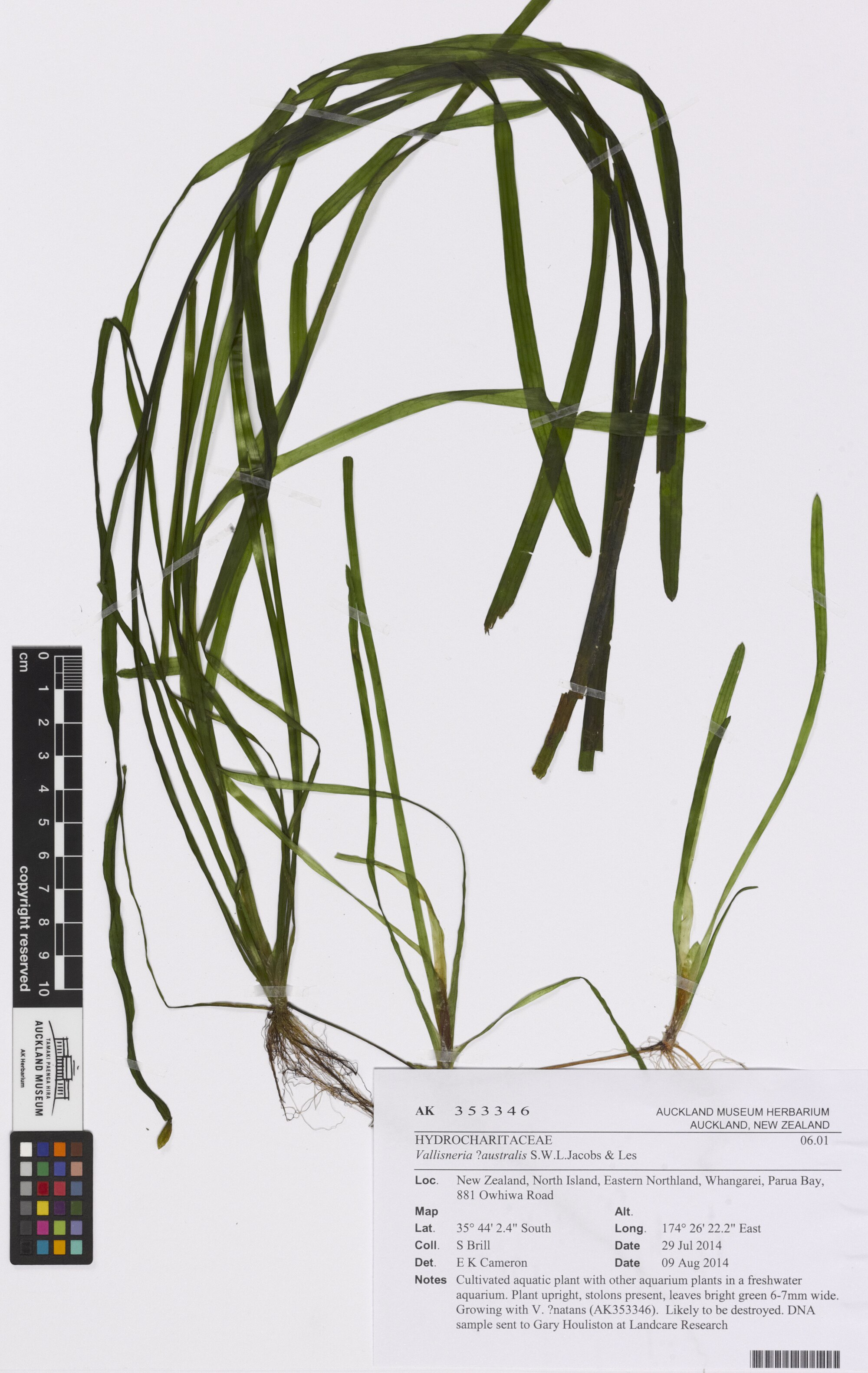 Thumbnail 2 Vallisneria australis
